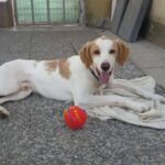 Biscotto, cane taglia grande - oipa pistoia