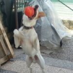 Biscotto, cane taglia grande - oipa pistoia