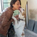 Biscotto, cane taglia grande - oipa pistoia