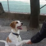 Biscotto, cane taglia grande - oipa pistoia