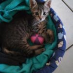 adozione gattini pistoia