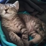 adozione gattini pistoia