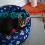 adozione gattini pistoia