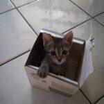 adozione gattini pistoia